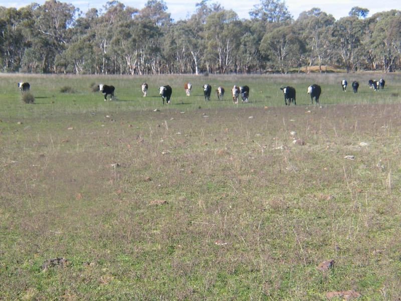 Dunedoo NSW 2844