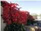 1100 Quidong Road, Bombala NSW 2632
