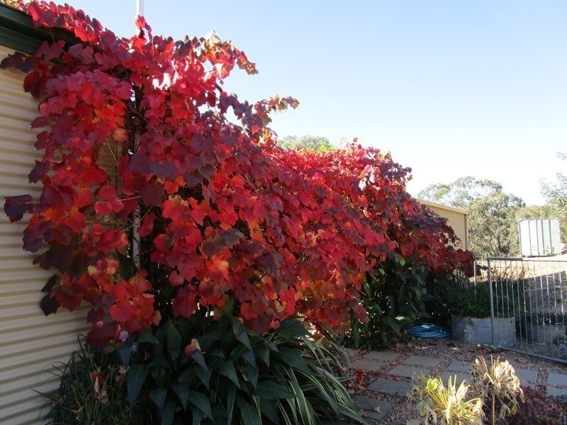 1100 Quidong Road, Bombala NSW 2632