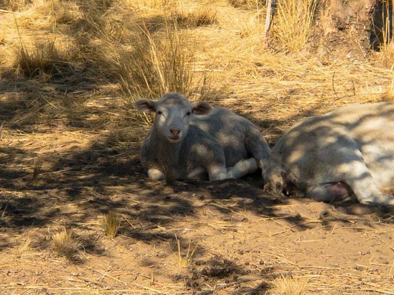 2 Rosemary Court, Forest Ridge QLD 4357