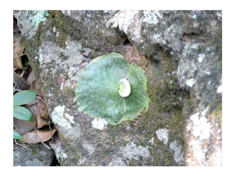 260 Hausmann Road, Mount Mee QLD 4521