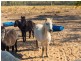 203 Paddy Creek Road, Condamine Farms QLD 4357