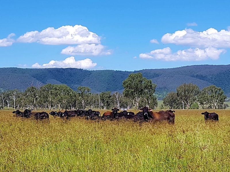 685 Cressbrook Caboonbah Road, Cressbrook QLD 4313