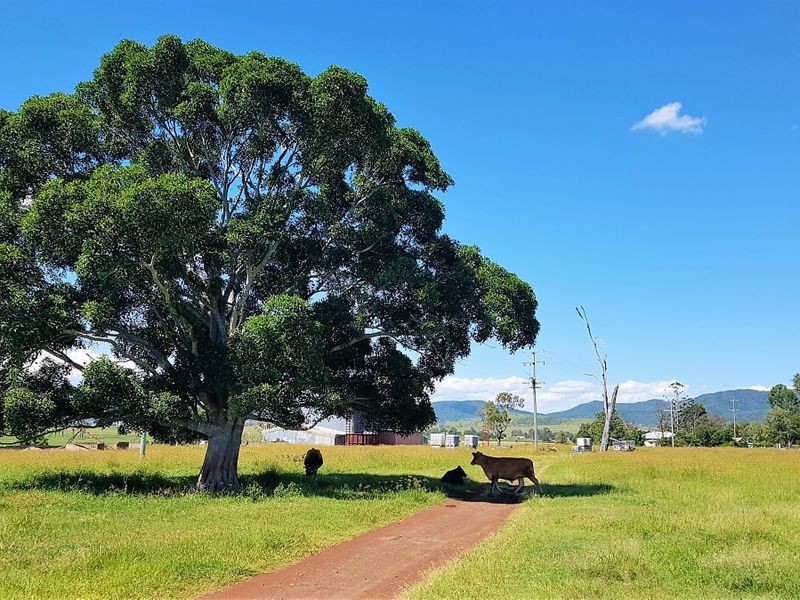 685 Cressbrook Caboonbah Road, Cressbrook QLD 4313