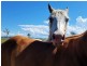 685 Cressbrook Caboonbah Road, Cressbrook QLD 4313