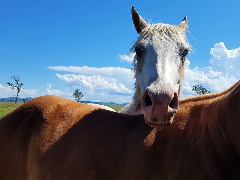 685 Cressbrook Caboonbah Road, Cressbrook QLD 4313