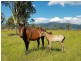 685 Cressbrook Caboonbah Road, Cressbrook QLD 4313