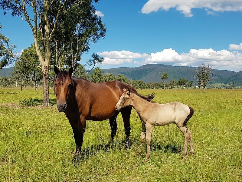 685 Cressbrook Caboonbah Road, Cressbrook QLD 4313