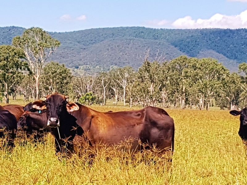 685 Cressbrook Caboonbah Road, Cressbrook QLD 4313