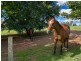 927 Munbilla Road, Munbilla QLD 4309