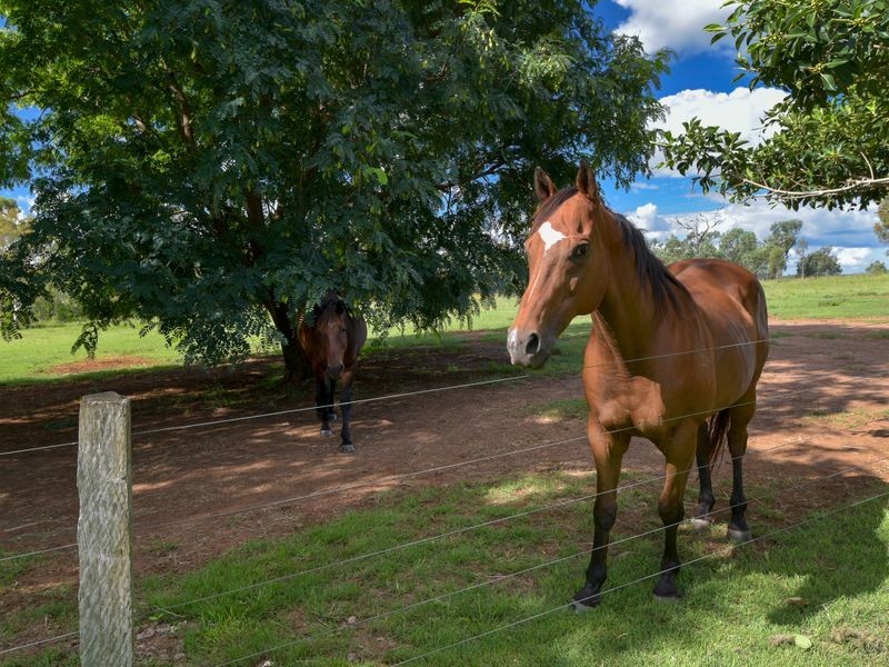 927 Munbilla Road, Munbilla QLD 4309