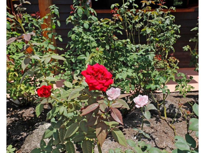 23 Thais Street, Palm Cove QLD 4879