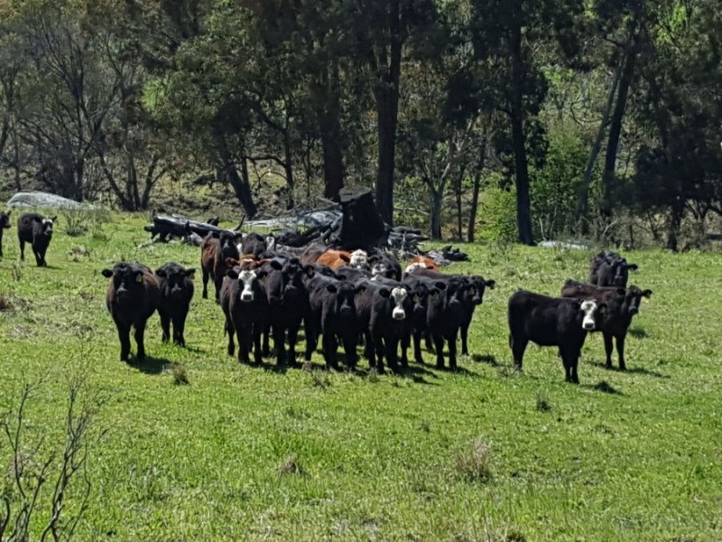 22 Willis Road, Glen Innes NSW 2370