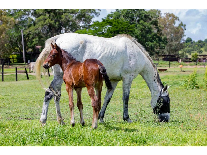 25-29 Park Street, Lowood QLD 4311