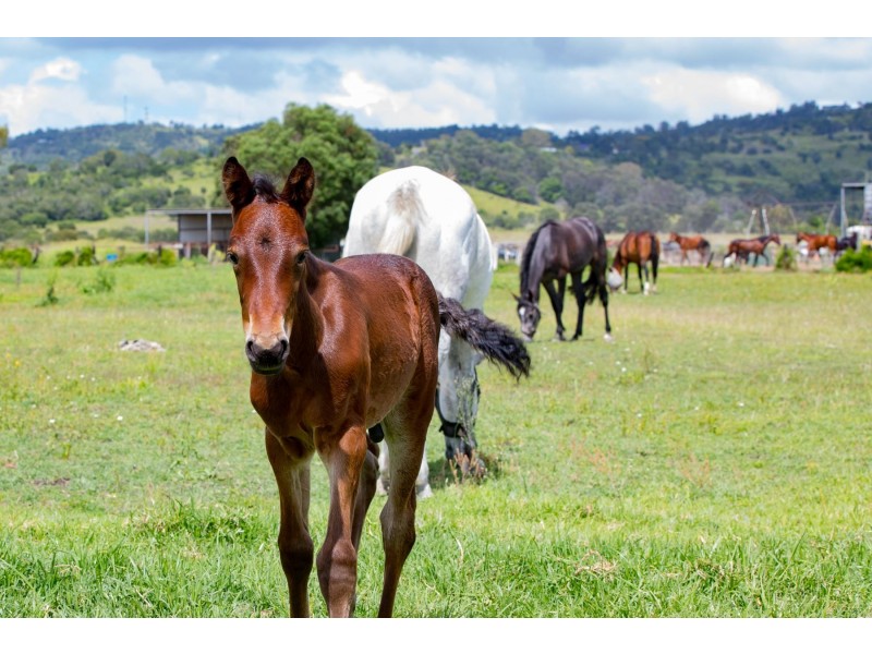 25-29 Park Street, Lowood QLD 4311