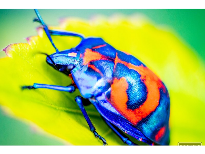 17 Colville Court, Springfield QLD 4300