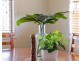 1 Ara Street, Camp Hill QLD 4152