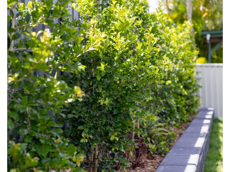 47 Queensthorpe Street, Tarragindi QLD 4121