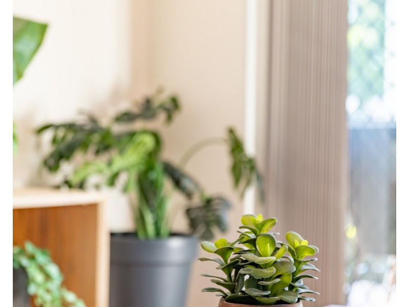 3/19 Groom Street, Gordon Park QLD 4031