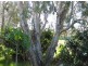 8 Gumnut Grove, Redbank Plains QLD 4301