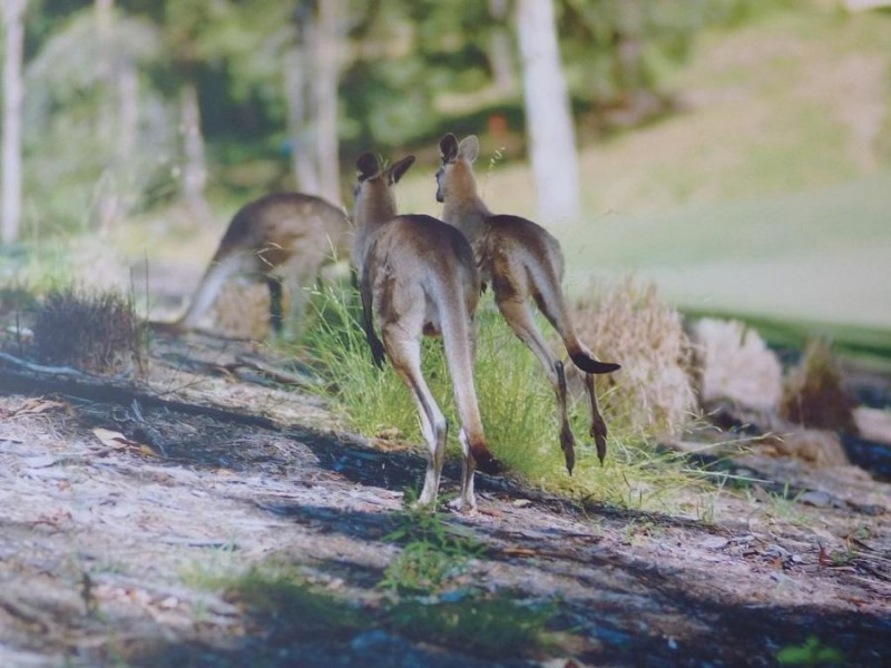 128 Brookwater Drive, Brookwater QLD 4300