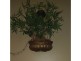 Indooroopilly QLD 4068
