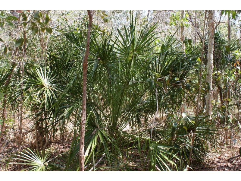 Lot 299 Masthead Drive, Agnes Water QLD 4677