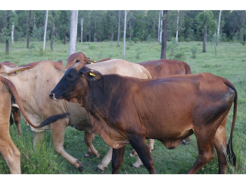 1875 Fingerboard Road, Mount Tom QLD 4677