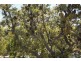 Lot 36 Bloodwood Avenue, Agnes Water QLD 4677
