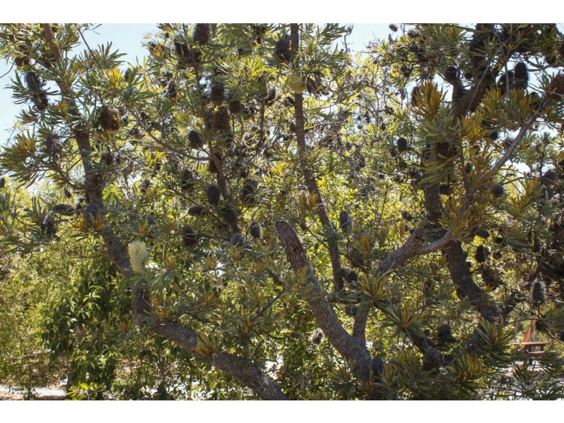 Lot 36 Bloodwood Avenue, Agnes Water QLD 4677