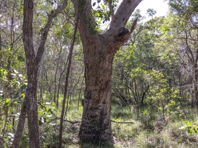 Lot 43 Bootmaker Drive, Round Hill QLD 4677