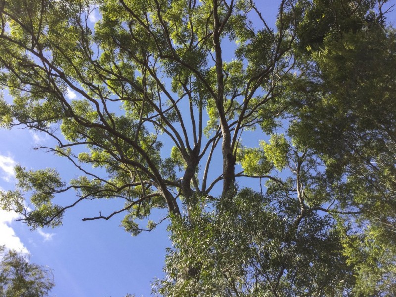 Lot 43 Bootmaker Drive, Round Hill QLD 4677