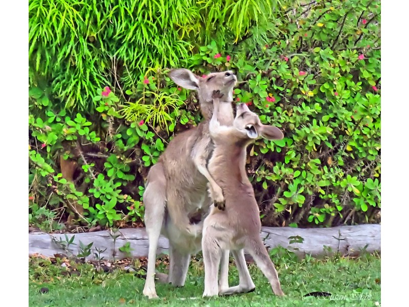 40 Acres, 420 Murphy Road, Captain Creek QLD 4677