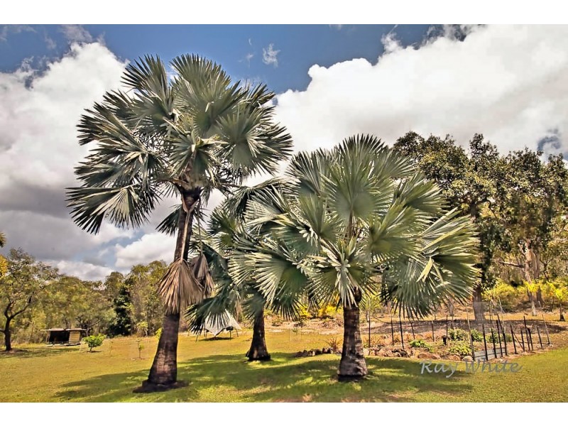 40 Acres, 420 Murphy Road, Captain Creek QLD 4677