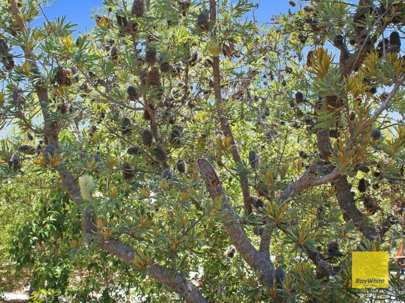 Sunrise 1770 Lot 76 Bloodwood Drive, Agnes Water QLD 4677