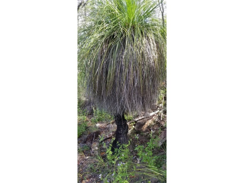 Lot 143 Josefski Road, Agnes Water QLD 4677