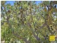 Sunrise 1770 Lot 76 Bloodwood Drive, Agnes Water QLD 4677