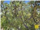 Sunrise 1770 Lot 76 Bloodwood Drive, Agnes Water QLD 4677