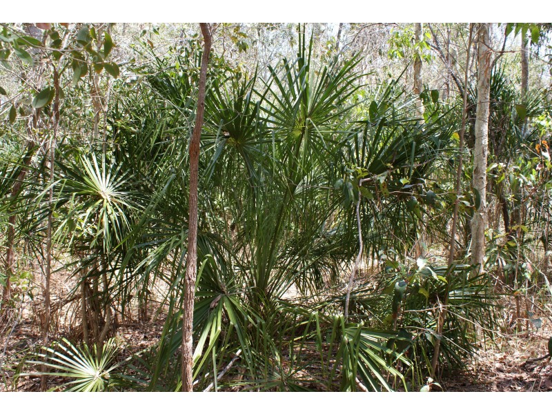 Lot 299 Masthead Drive, Agnes Water QLD 4677