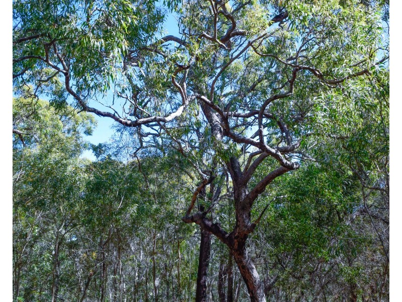 83 Bloodwood Avenue, Agnes Water QLD 4677