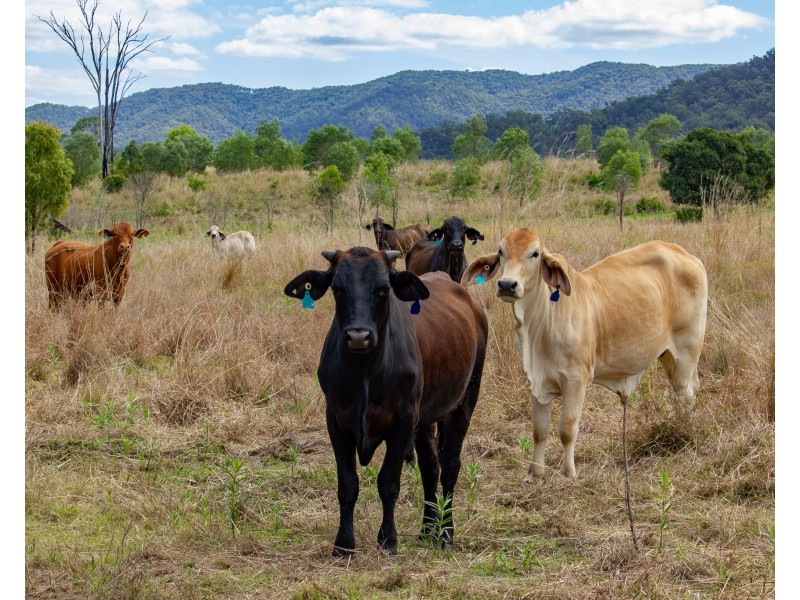 1097 Blackman Gap Road, Colosseum QLD 4677