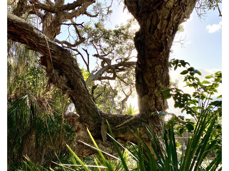 76 Bloodwood Drive, Agnes Water QLD 4677