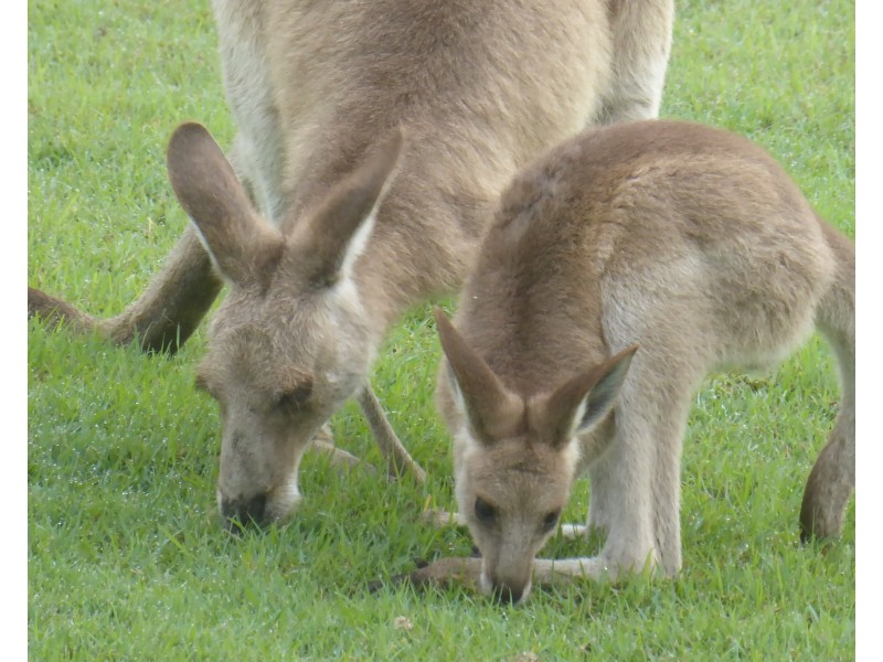80 Streeter Drive, Agnes Water QLD 4677