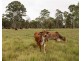 190 Tableland Road, Taunton QLD 4674