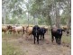 190 Tableland Road, Taunton QLD 4674