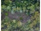619 Murphy Road, Captain Creek QLD 4677