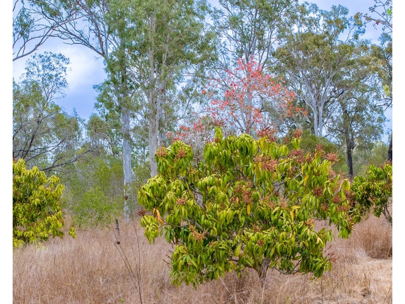 342 Tableland Road, Taunton QLD 4674