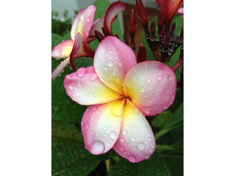 30-36 BURRA Street, Chevron Island QLD 4217