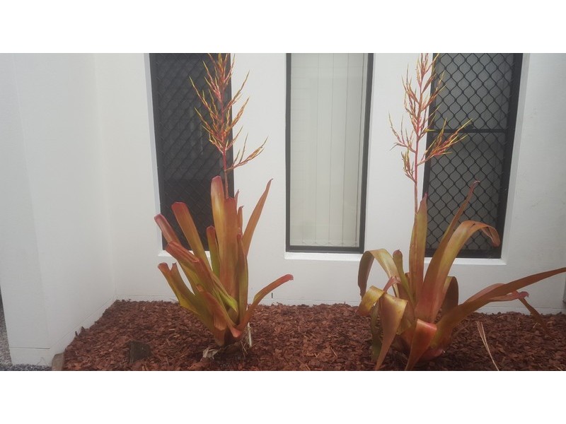 2/4 Deborah Close, Mudjimba QLD 4564