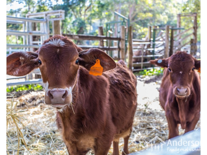 670 Mount Mee Road, Delaneys Creek QLD 4514